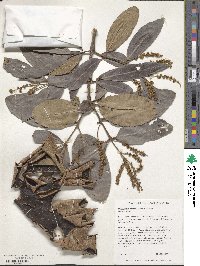 Terminalia cuneata image