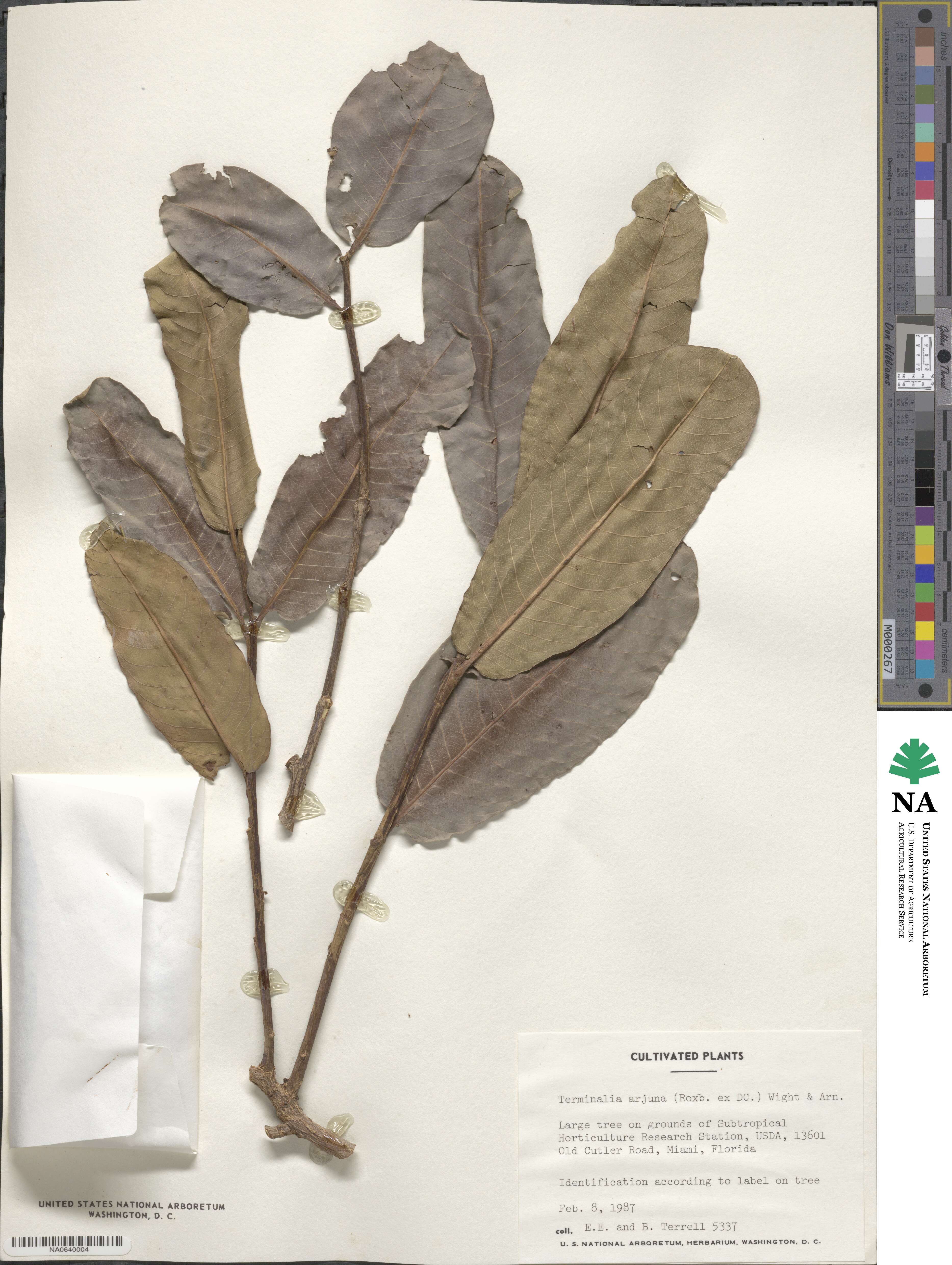 Terminalia cuneata image