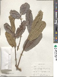 Terminalia cuneata image