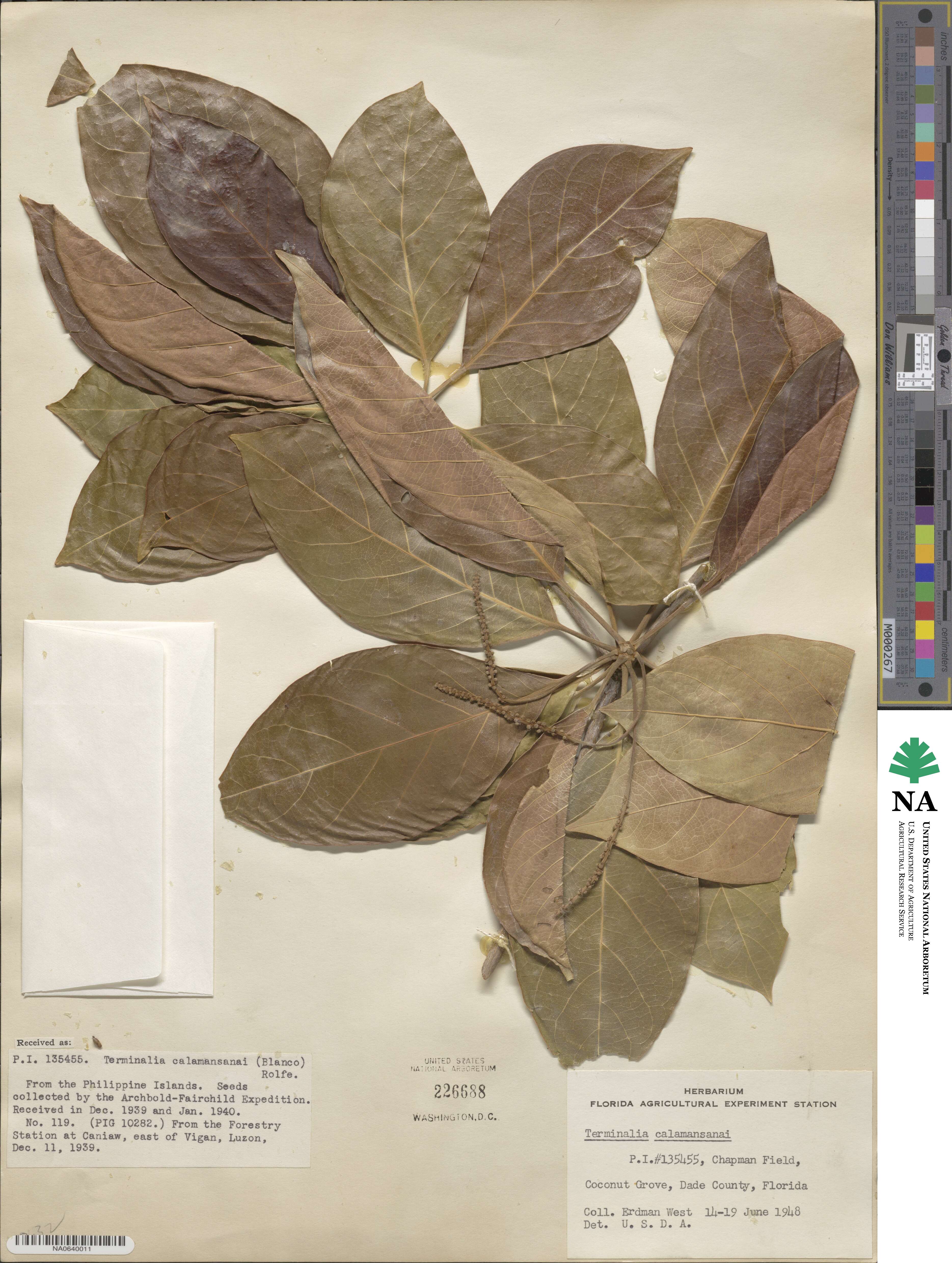 Terminalia calamansanai image