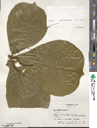 Terminalia catappa image