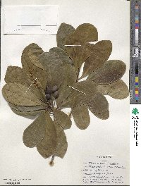 Terminalia catappa image