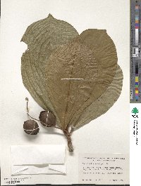 Terminalia catappa image