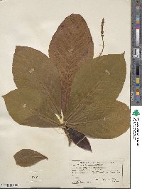 Terminalia catappa image