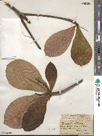 Terminalia catappa image