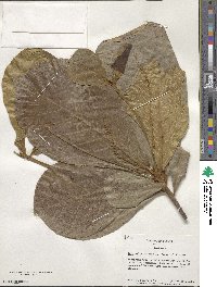 Terminalia catappa image