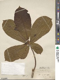 Terminalia catappa image