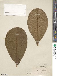 Terminalia catappa image