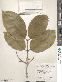 Terminalia chebula image