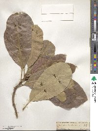 Terminalia chebula image