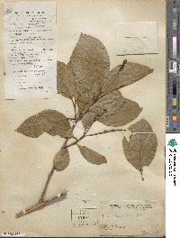 Terminalia chebula image