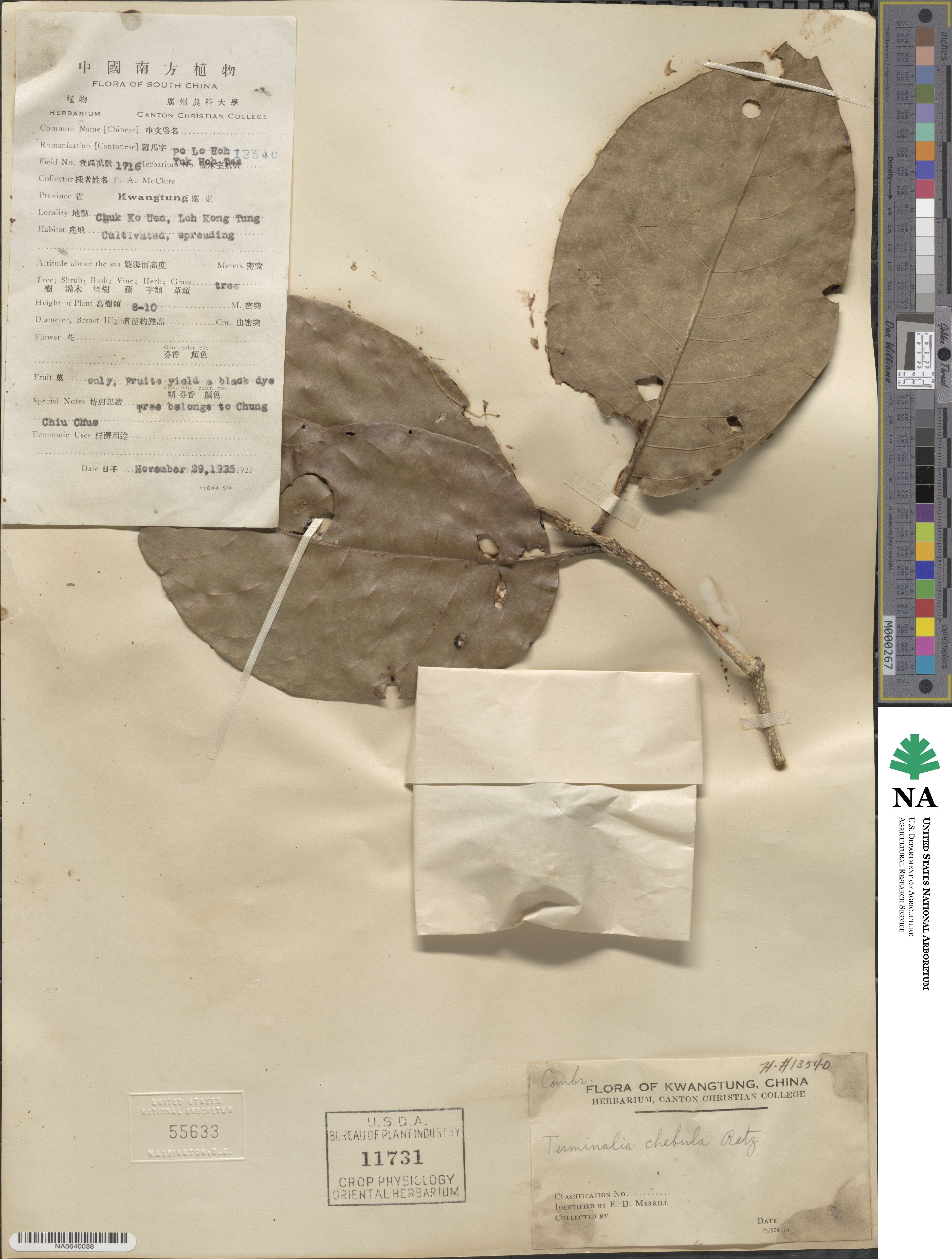 Terminalia chebula image