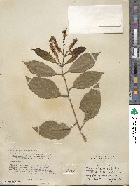 Terminalia chebula image