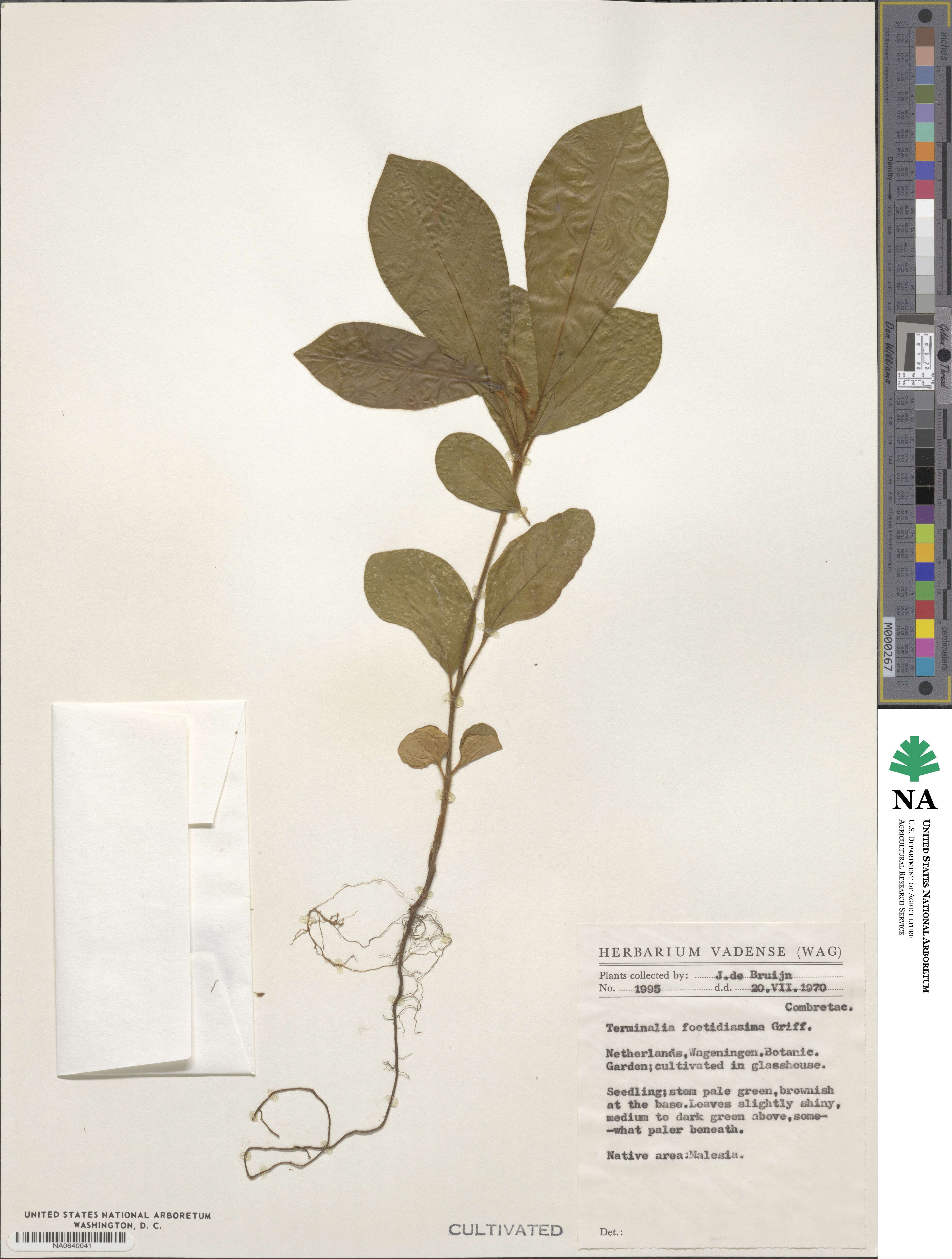 Terminalia foetidissima image