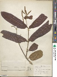 Terminalia cuneata image