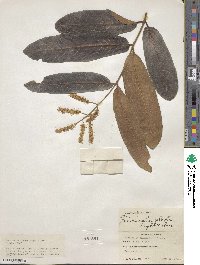 Terminalia cuneata image