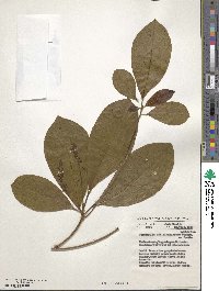 Terminalia schimperiana image