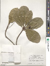 Terminalia muelleri image