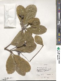 Terminalia muelleri image