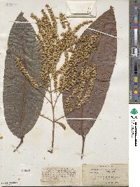 Terminalia myriocarpa image