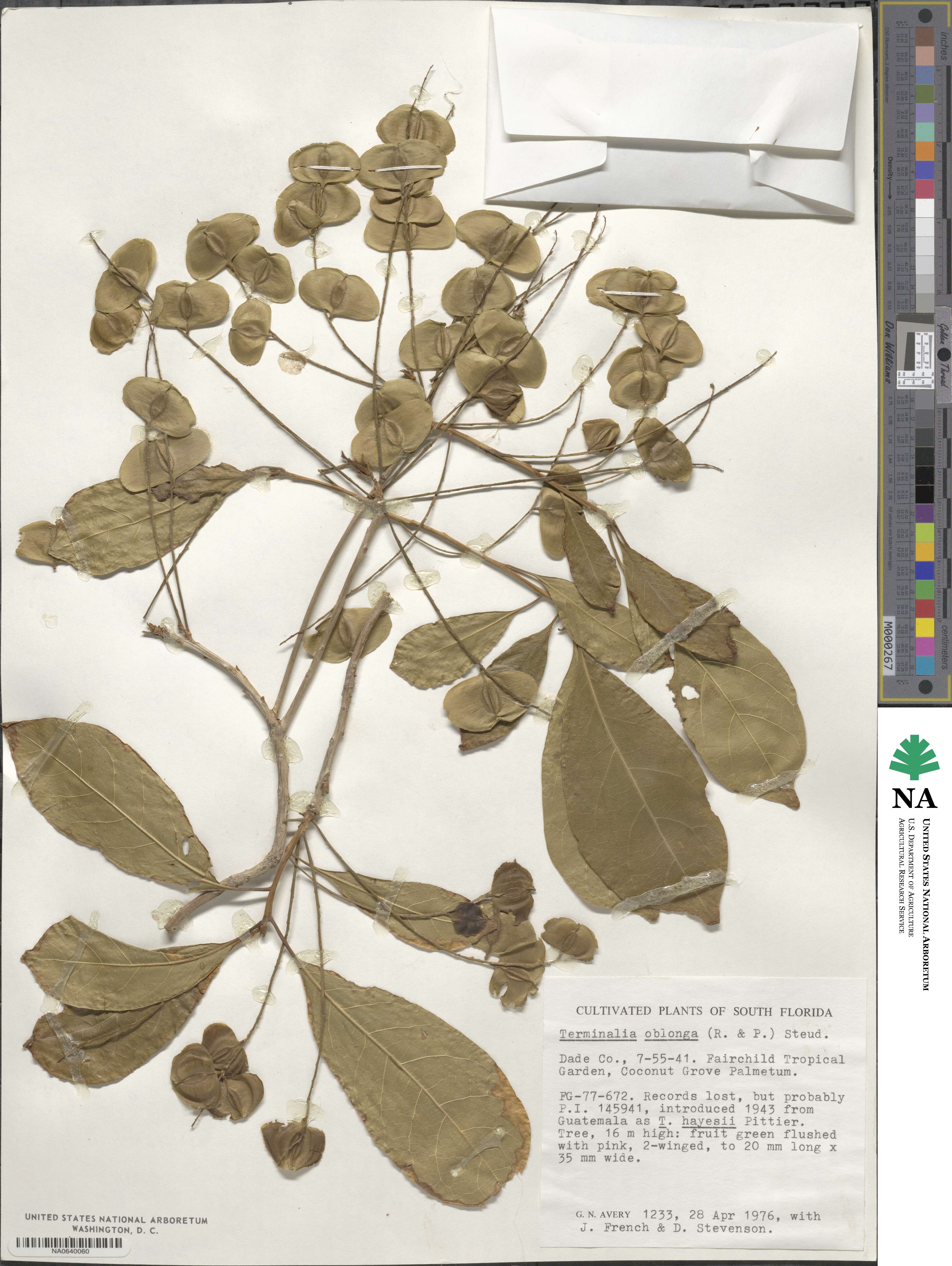 Terminalia oblonga image
