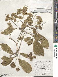 Terminalia oblonga image