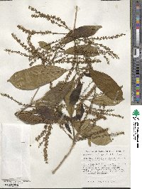 Terminalia oblonga image