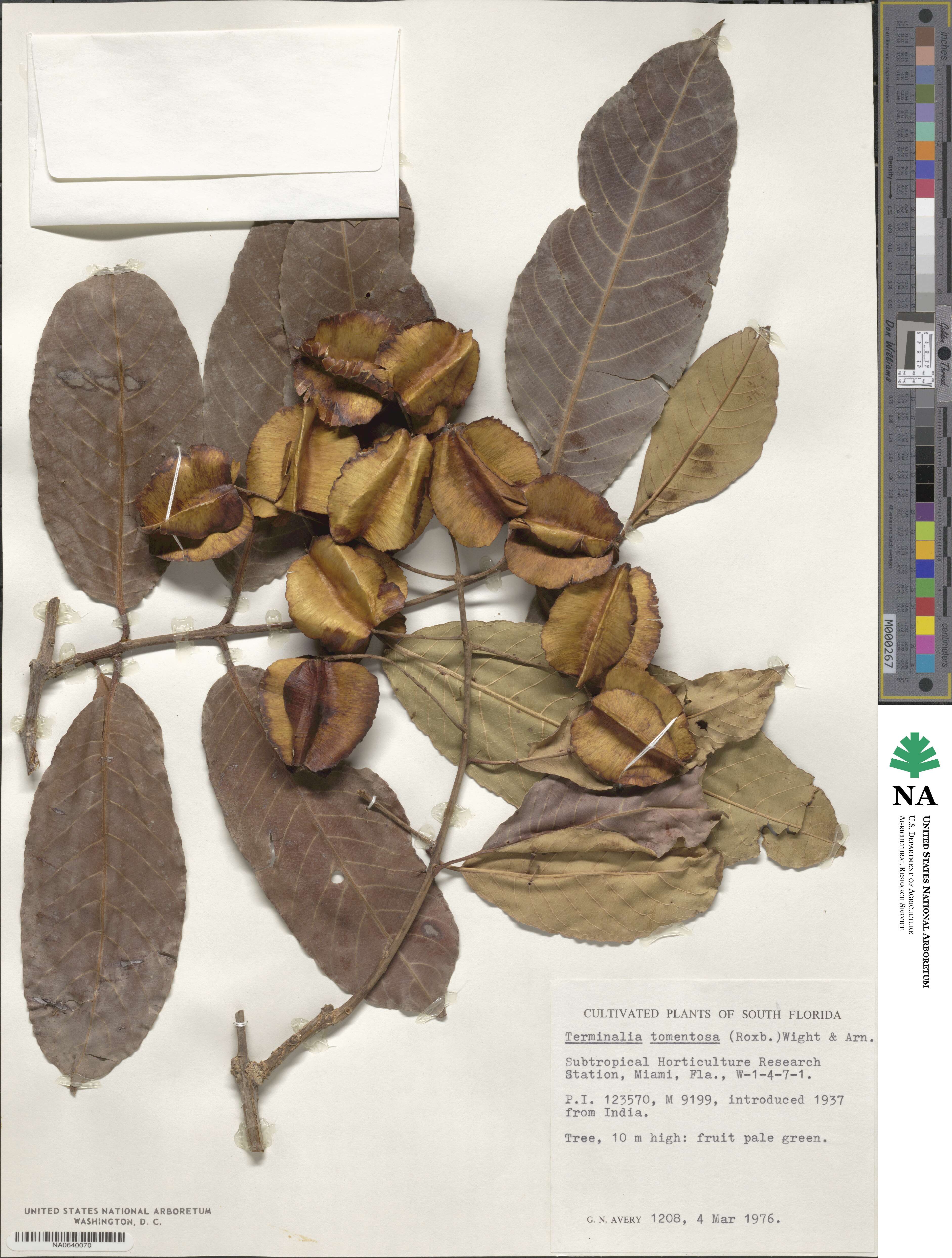 Terminalia elliptica image