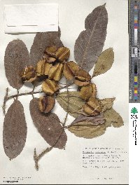 Terminalia elliptica image