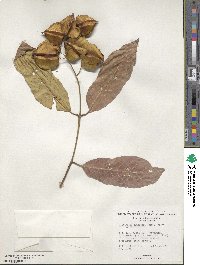 Terminalia elliptica image