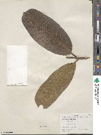 Terminalia elliptica image