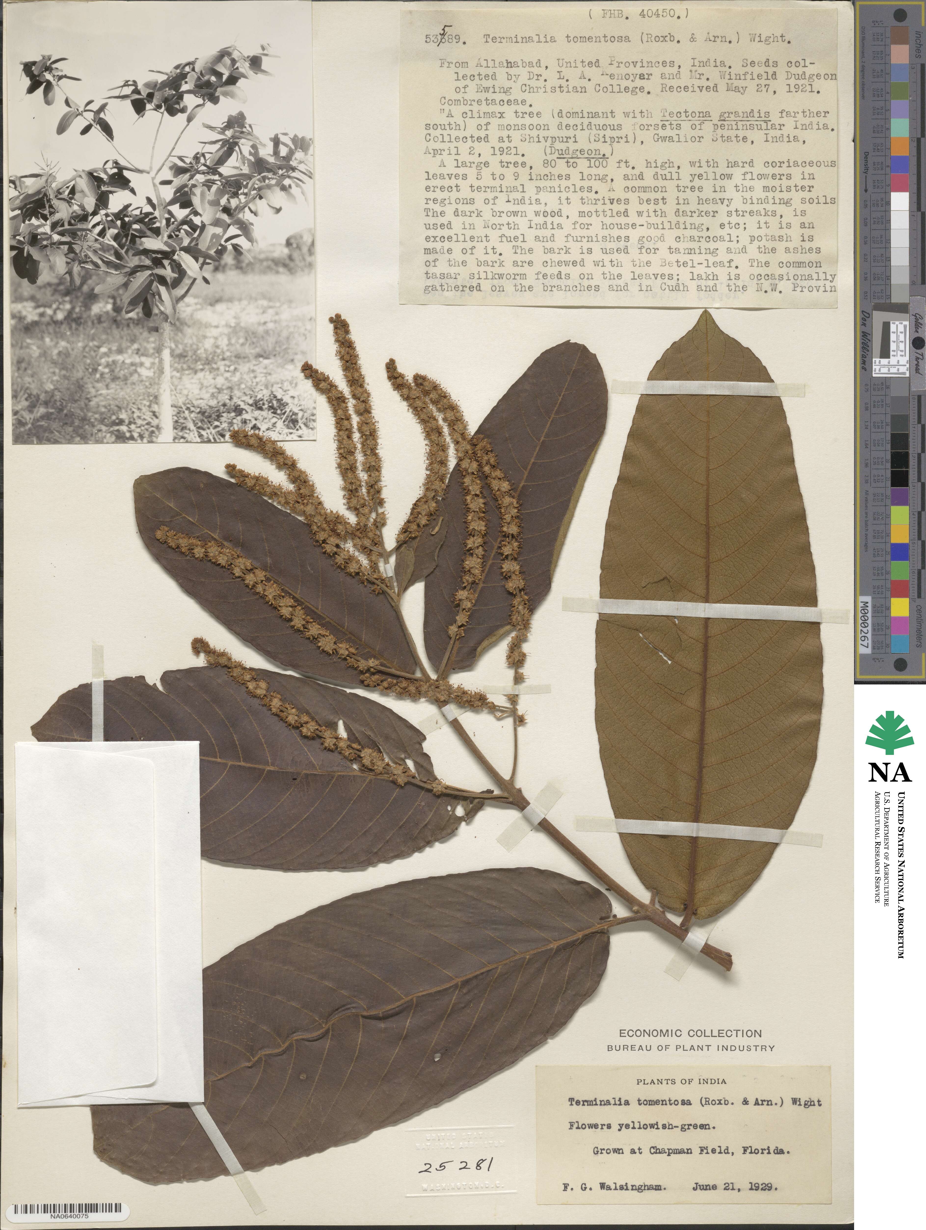 Terminalia elliptica image