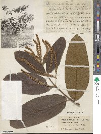 Terminalia elliptica image