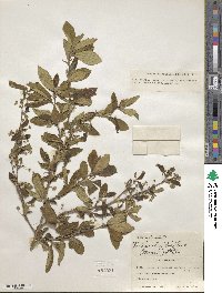 Terminalia triflora image