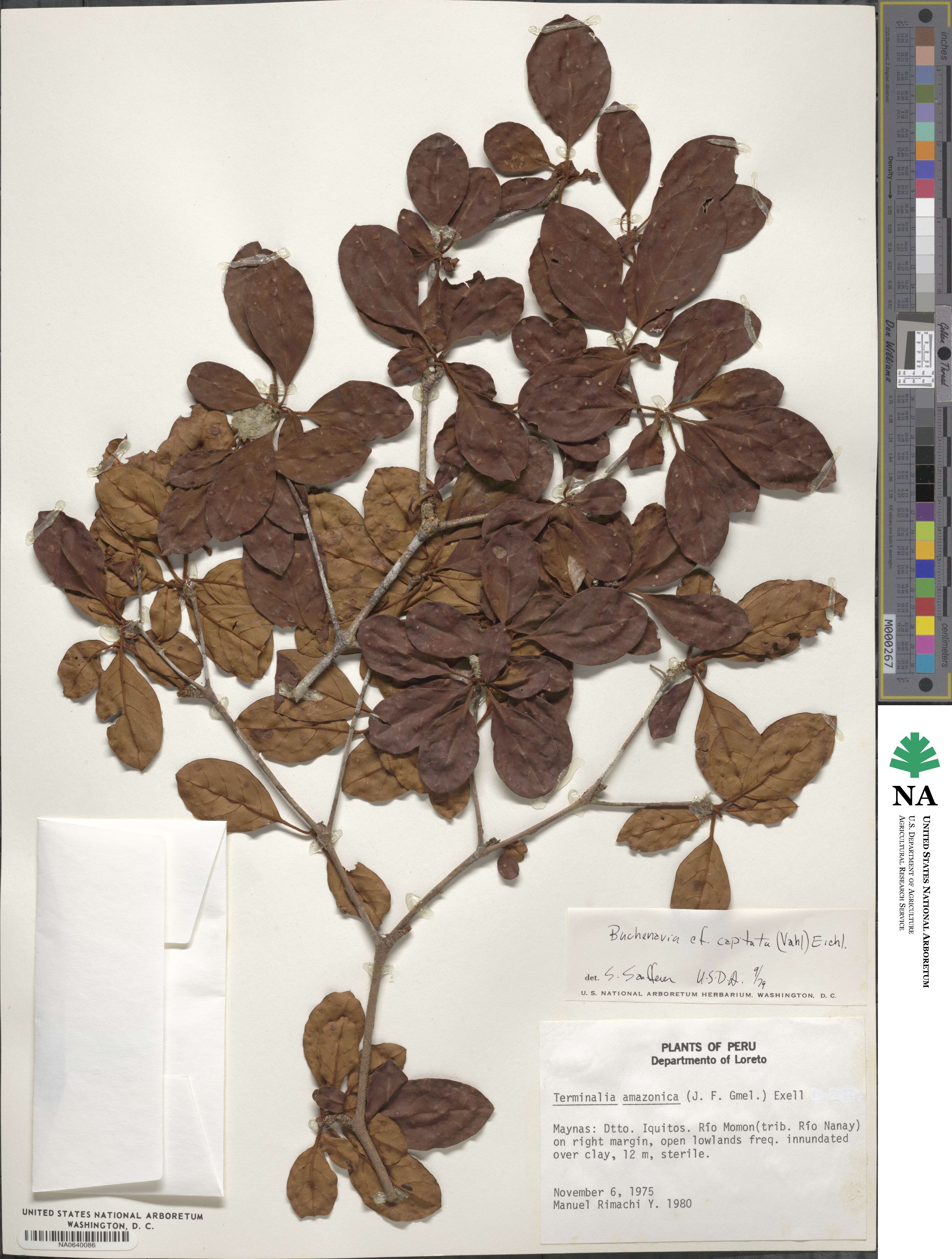 Terminalia tetraphylla image