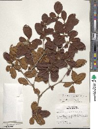 Terminalia tetraphylla image