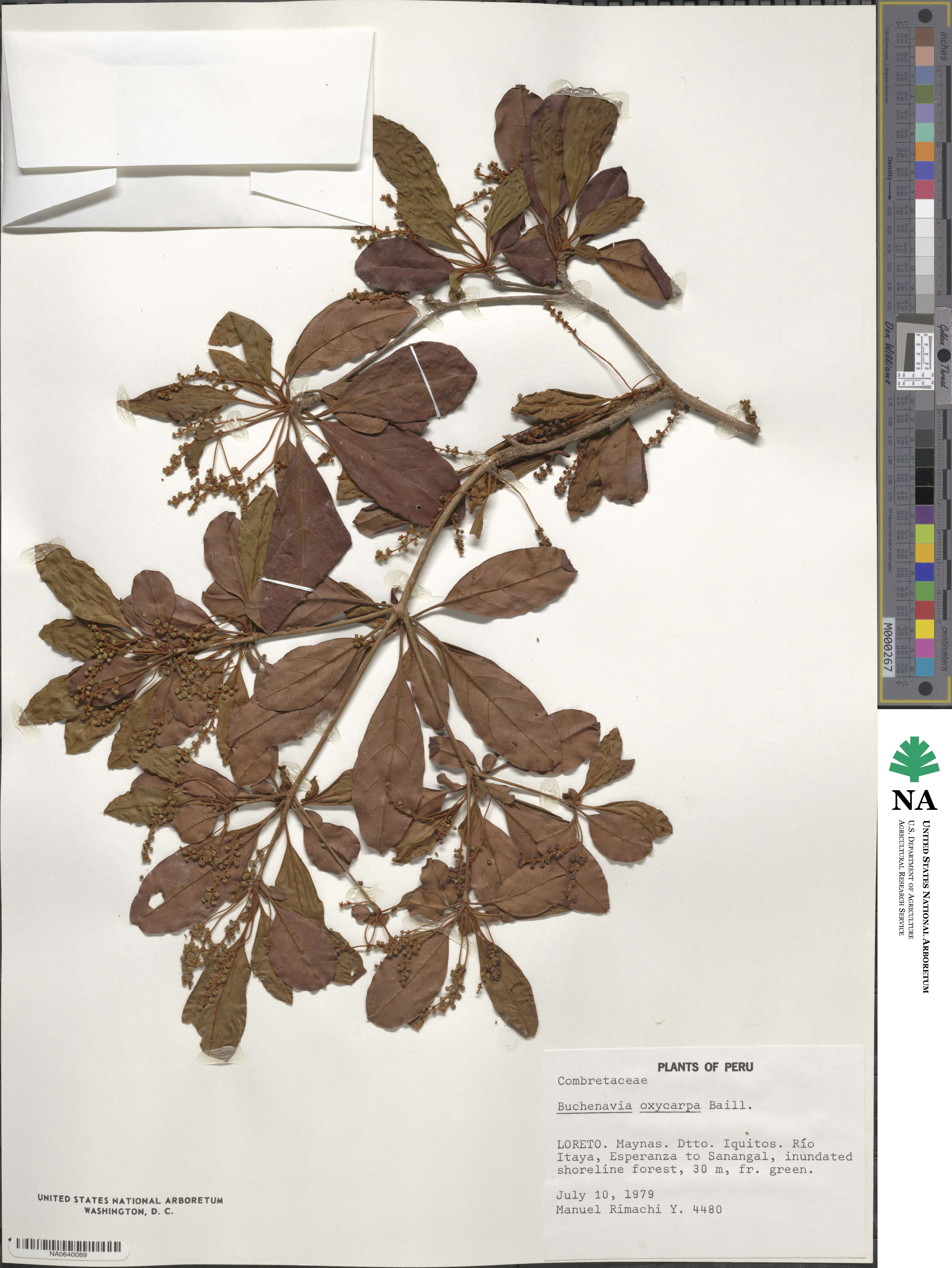 Terminalia oxycarpa image