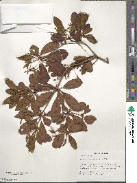 Terminalia oxycarpa image