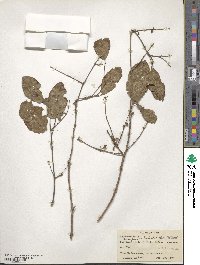 Anogeissus latifolia image