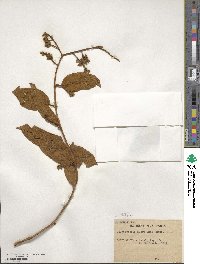 Getonia floribunda image