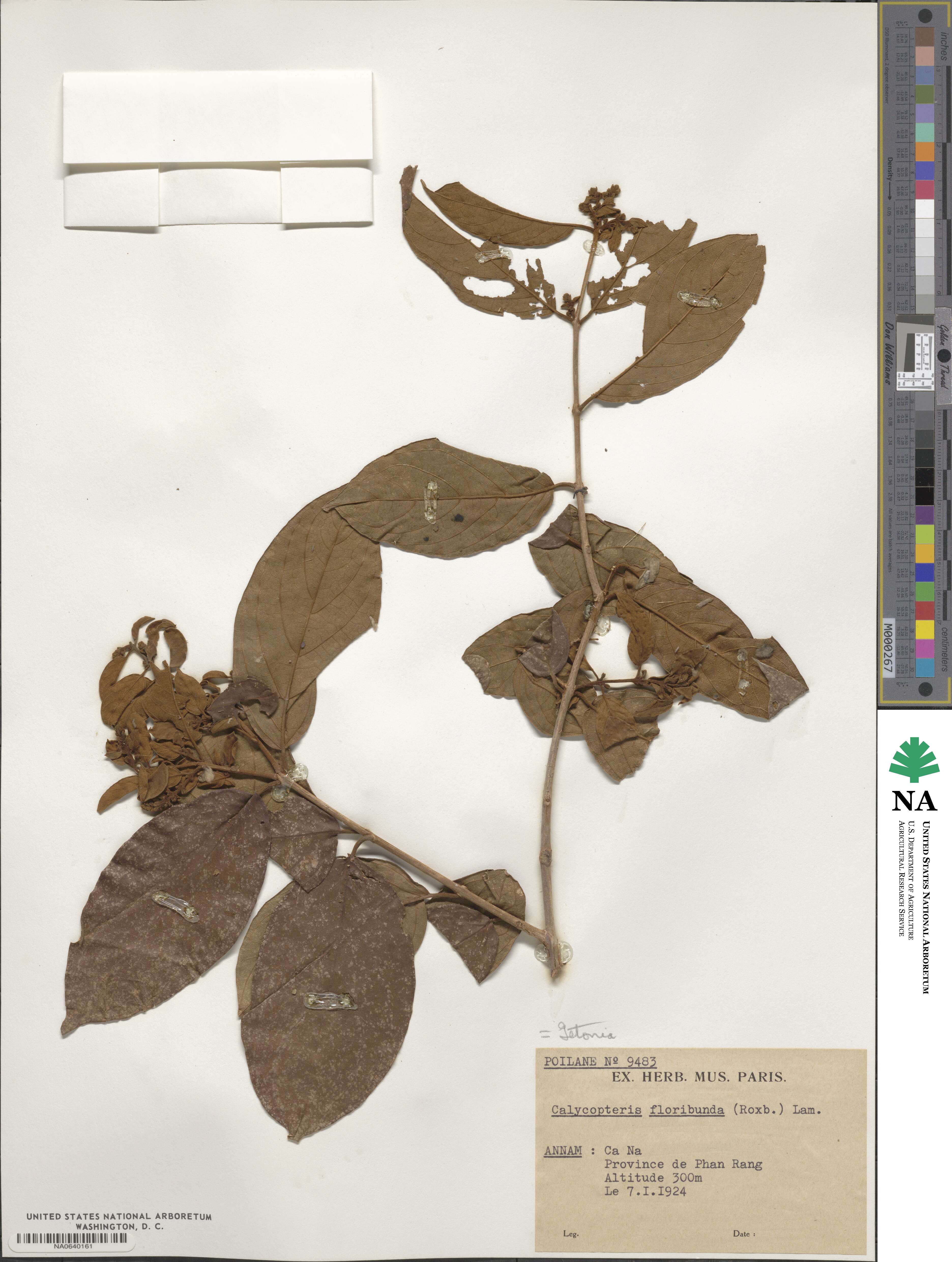Getonia floribunda image