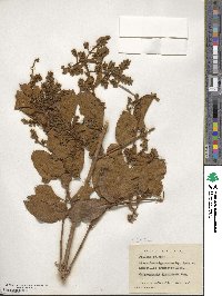 Getonia floribunda image