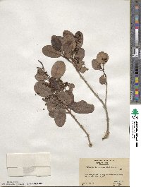 Laguncularia racemosa image