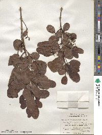 Laguncularia racemosa image