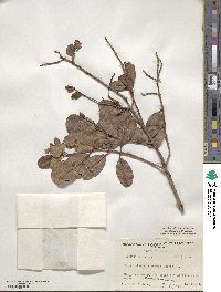 Laguncularia racemosa image