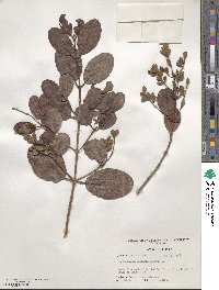 Laguncularia racemosa image