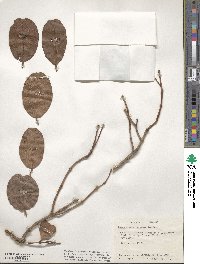 Laguncularia racemosa image