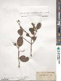 Laguncularia racemosa image