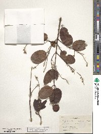 Laguncularia racemosa image