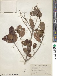 Laguncularia racemosa image